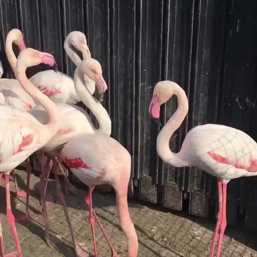 العراق يطلق حملة لمصادرة الطيور والحيوانات المهددة بالانقراض في سوق الغزل