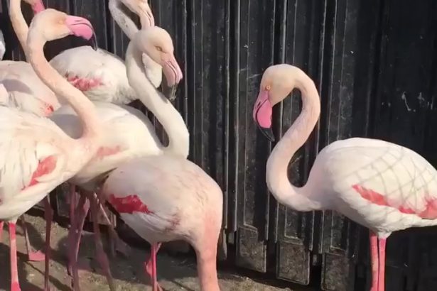 العراق يطلق حملة لمصادرة الطيور والحيوانات المهددة بالانقراض في سوق الغزل