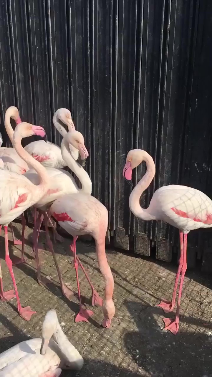 العراق يطلق حملة لمصادرة الطيور والحيوانات المهددة بالانقراض في سوق الغزل