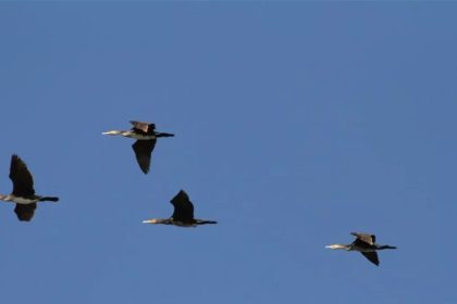 مركز حقوقي: 16 نوعاً من الطيور على شفا الانقراض في العراق