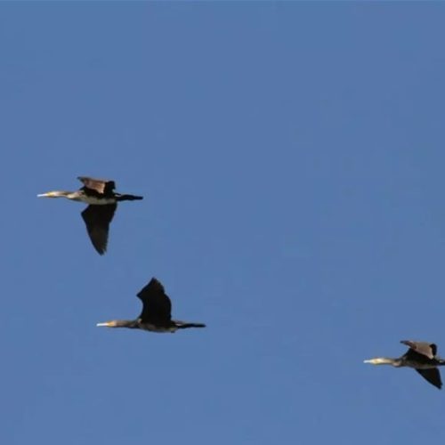 مركز حقوقي: 16 نوعاً من الطيور على شفا الانقراض في العراق