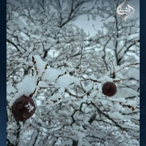 بالصور.. الثلوج تغطي مناطق في إقليم كردستان