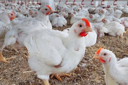 الزراعة: منع استيراد الدجاج يهدف إلى دعم المنتج المحلي وتحقيق الأمن الغذائي