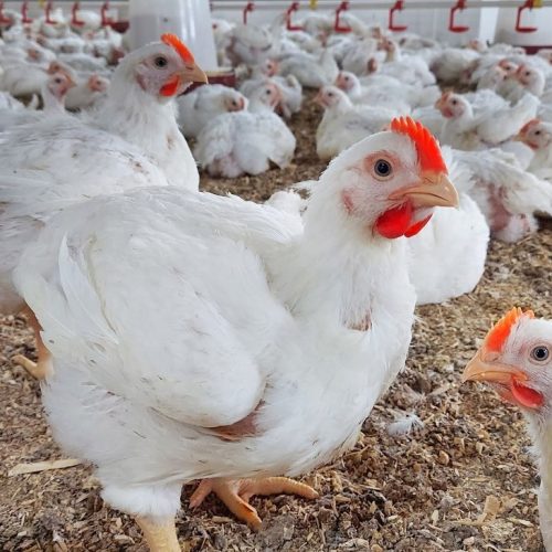 الزراعة: منع استيراد الدجاج يهدف إلى دعم المنتج المحلي وتحقيق الأمن الغذائي