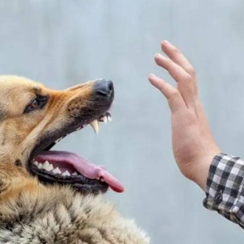 وزارة الصحة: 50 ألف إصابة بعضَّة الكلب و 19 حالة وفاة