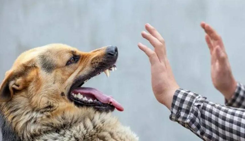 وزارة الصحة: 50 ألف إصابة بعضَّة الكلب و 19 حالة وفاة