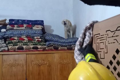 كلب مسعور يقتحم منزلًا ويصيب صاحبه في كربلاء