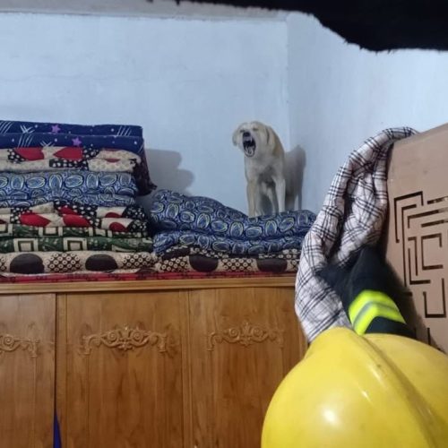 كلب مسعور يقتحم منزلًا ويصيب صاحبه في كربلاء