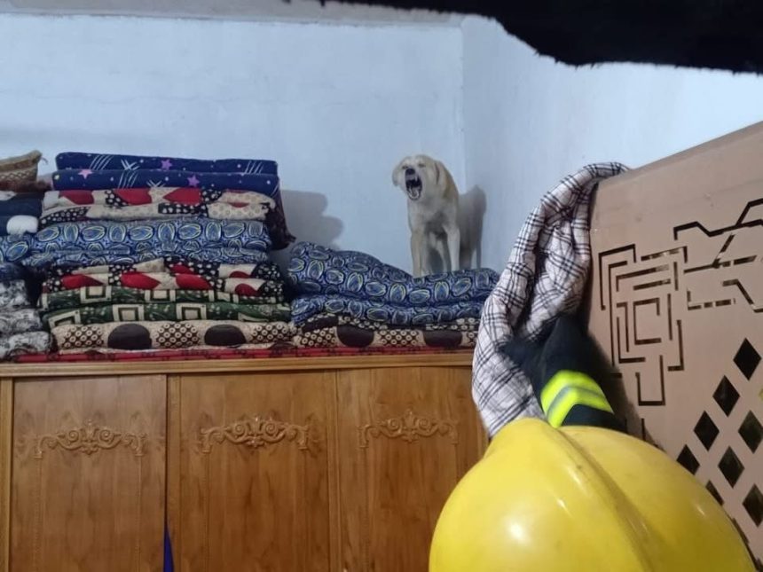 كلب مسعور يقتحم منزلًا ويصيب صاحبه في كربلاء