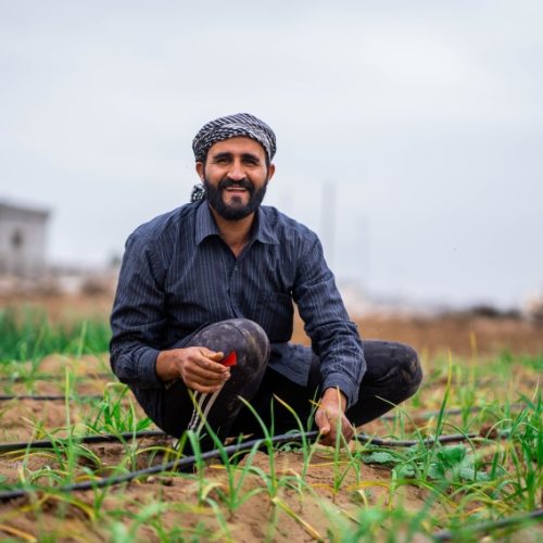 الأمطار تنعش الخطة الزراعية في العراق وتوفر الرية الثانية للمحاصيل الحقلية