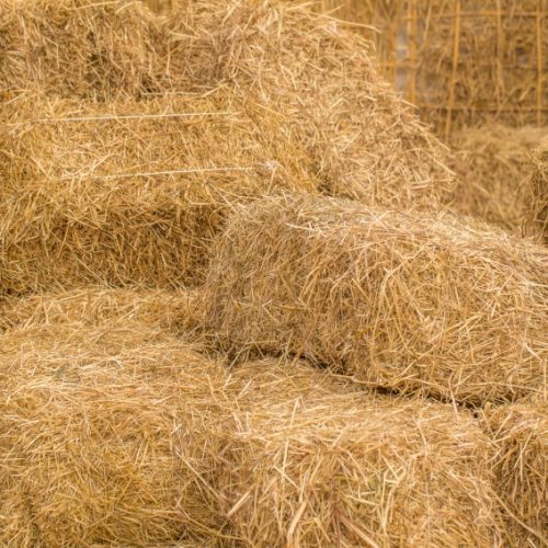 التجارة تنفي استيراد مادة التبن من البرازيل بقيمة مليار وسبعمائة مليون دولار