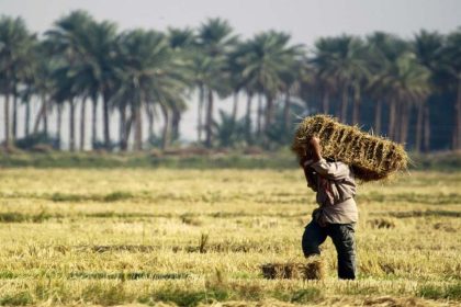 توجيهات حكومية بالالتزام بالخطة الزراعية وملاحقة التجاوزات على الموارد المائية