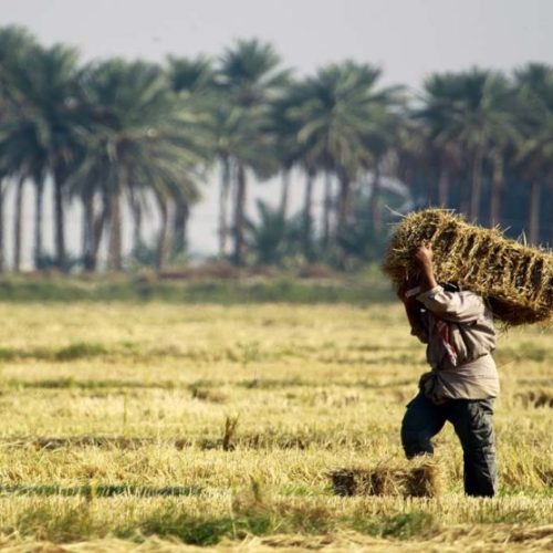 توجيهات حكومية بالالتزام بالخطة الزراعية وملاحقة التجاوزات على الموارد المائية