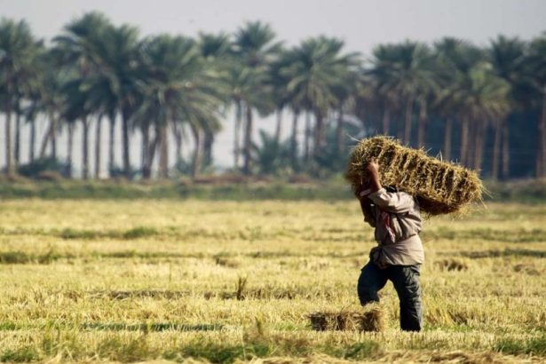 توجيهات حكومية بالالتزام بالخطة الزراعية وملاحقة التجاوزات على الموارد المائية