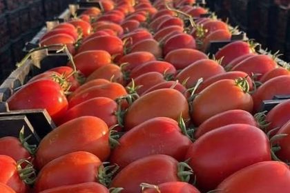 الزراعة: العراق يُصدّر 1000 طن من الطماطم إلى الكويت عبر منفذ سفوان