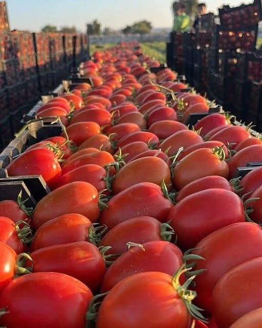 الزراعة: العراق يُصدّر 1000 طن من الطماطم إلى الكويت عبر منفذ سفوان