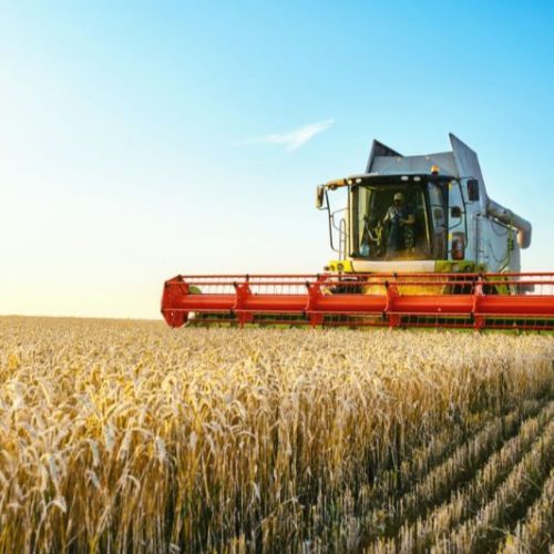 أسعار القمح تواصل ارتفاعها في الأسواق العالمية وسط مخاوف بشأن إمدادات الحبوب