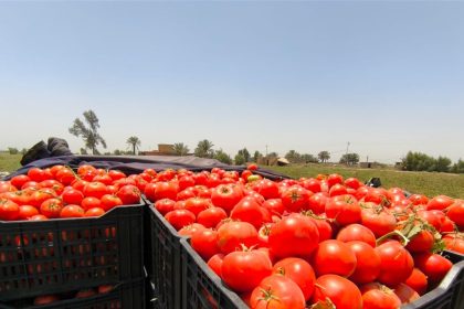 الزراعة: المباشرة بخطة توسيع إنتاج الطماطم وتوفيرها محلياً على مدار العام