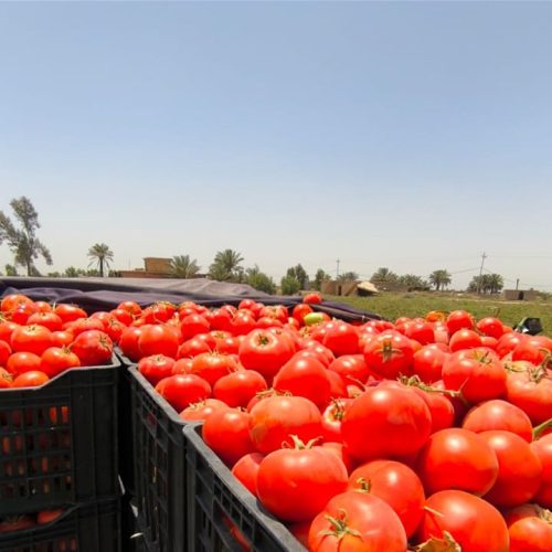 الزراعة: المباشرة بخطة توسيع إنتاج الطماطم وتوفيرها محلياً على مدار العام