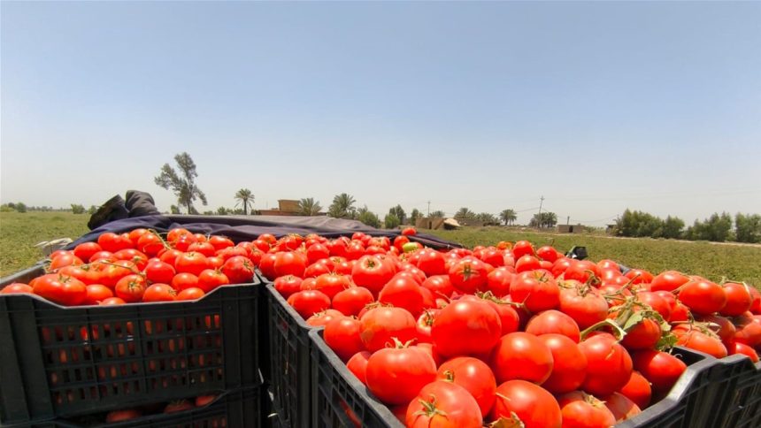 الزراعة: المباشرة بخطة توسيع إنتاج الطماطم وتوفيرها محلياً على مدار العام