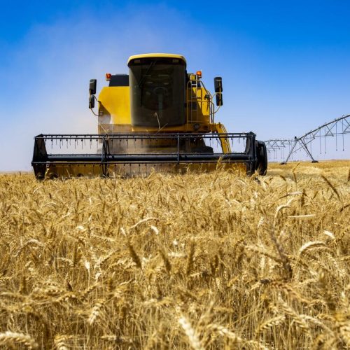 العراق يعلن تأمين خزين الحنطة لعام كامل ويفعل خطة الطوارئ للأمن الغذائي