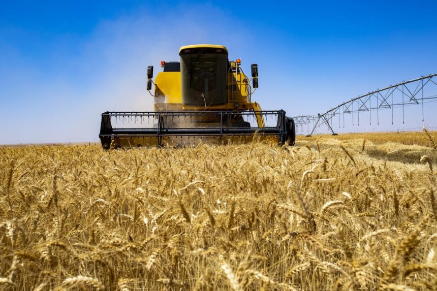 العراق يعلن تأمين خزين الحنطة لعام كامل ويفعل خطة الطوارئ للأمن الغذائي