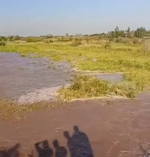 غرق البساتين نتيجة ارتفاع منسوب نهر ديالى