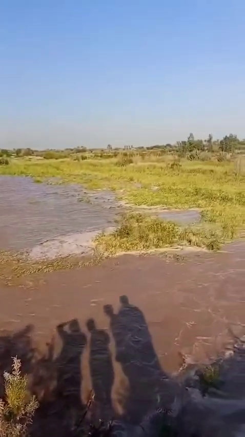 غرق البساتين نتيجة ارتفاع منسوب نهر ديالى