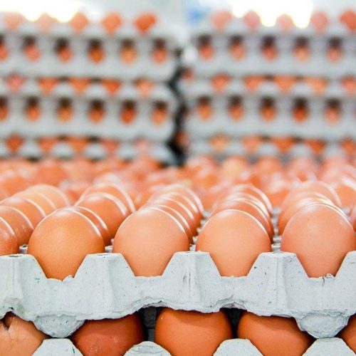 وزارة الزراعة: الممارسات الاحتكارية وراء ارتفاع اسعار البيض