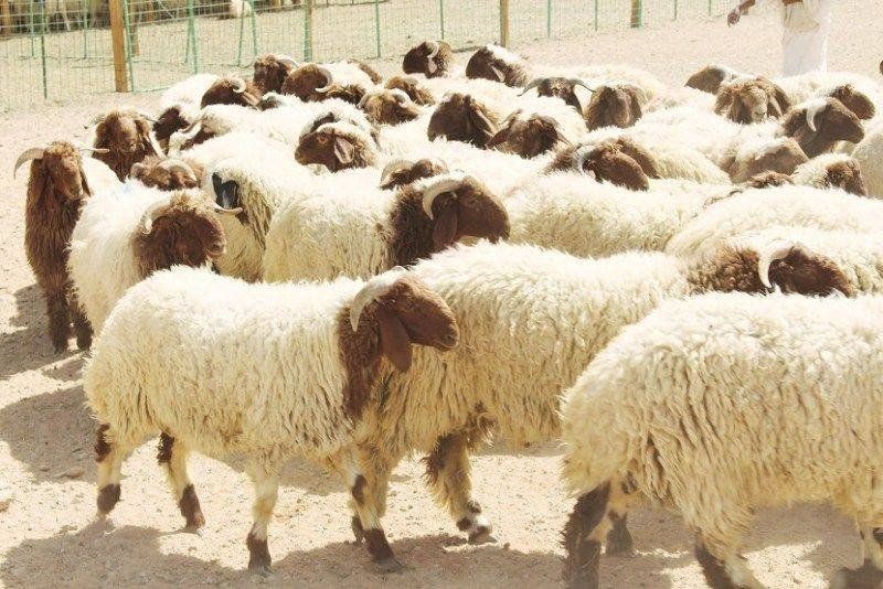 مع اقتراب عيد الأضحى.. الزراعة تقرر منع نقل الحيوانات من المناطق الموبوءة