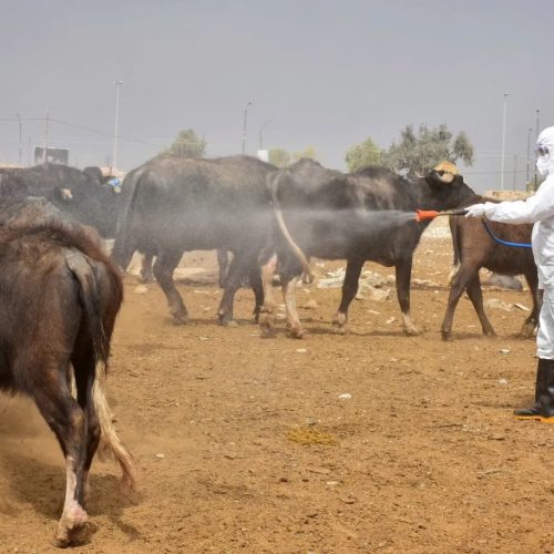 تسجيل 4 وفيات و43 إصابة بالحمى النزفية في ذي قار ونينوى منذ بداية العام الحالي