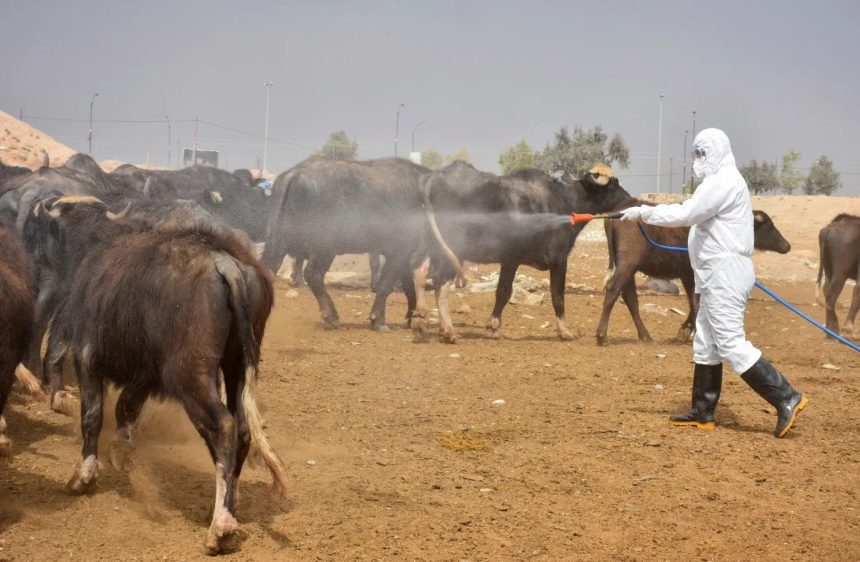 تسجيل 4 وفيات و43 إصابة بالحمى النزفية في ذي قار ونينوى منذ بداية العام الحالي