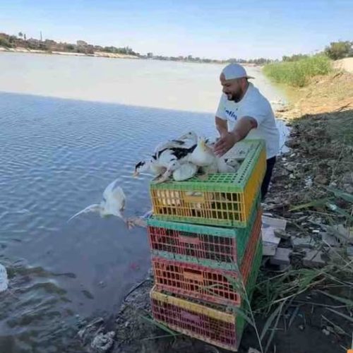 البيئة: إطلاق البط في الأنهار من دون إذن مسبق مخالفة قانونية