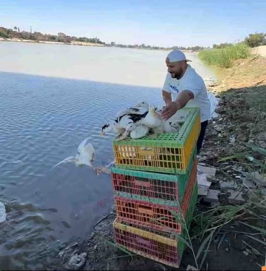 البيئة: إطلاق البط في الأنهار من دون إذن مسبق مخالفة قانونية