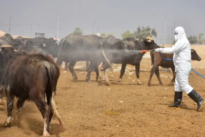 صحة كردستان: تسجيل إصابتين بالحمى النزفية في أربيل حالة أحدهما غير مستقرة