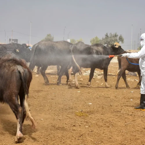 صحة كردستان: تسجيل إصابتين بالحمى النزفية في أربيل حالة أحدهما غير مستقرة