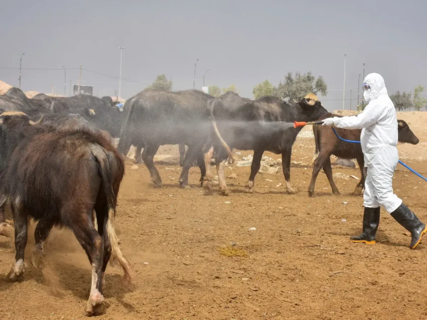 صحة كردستان: تسجيل إصابتين بالحمى النزفية في أربيل حالة أحدهما غير مستقرة