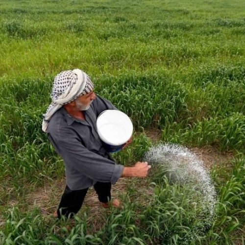 الزراعة: رفع مساحات الخطة الصيفية لمليون و800 ألف دونم