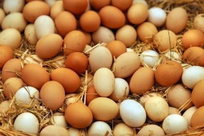 الزراعة: العراق ينتج 6 مليارات بيضة سنوياً وهناك خطة لتحقيق الاكتفاء الذاتي