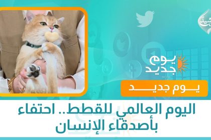 اليوم العالمي للقطط.. احتفاء بأصدقاء الإنسان