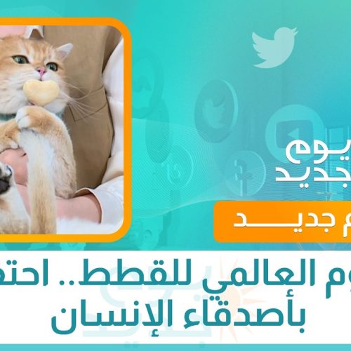 اليوم العالمي للقطط.. احتفاء بأصدقاء الإنسان